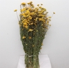Dried Lonas Yellow P Bunch