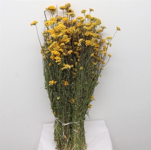 Dried Lonas Yellow P Bunch