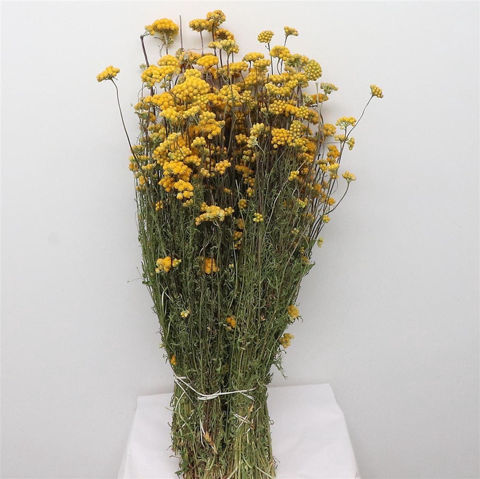 Dried Lonas Yellow P Bunch