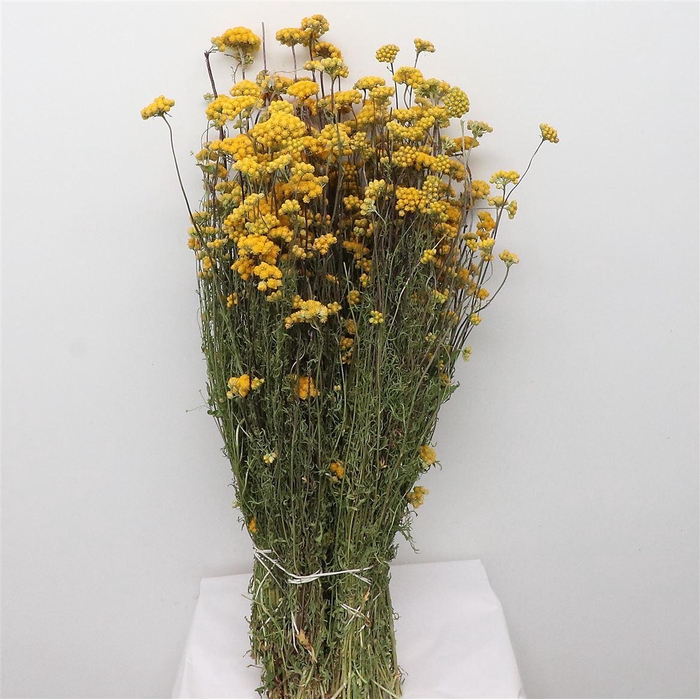 <h4>Dried Lonas Yellow P Bunch</h4>