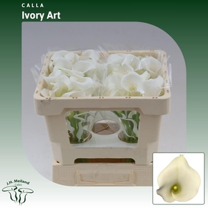 Calla Ivory Art