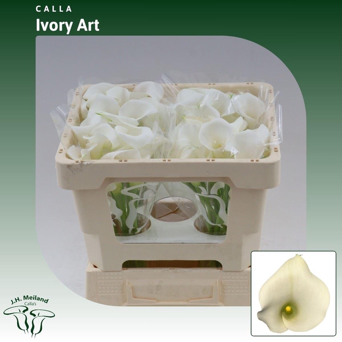 <h4>Calla Ivory Art</h4>