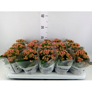 Kalanchoe  'RoseFlow Audrey'