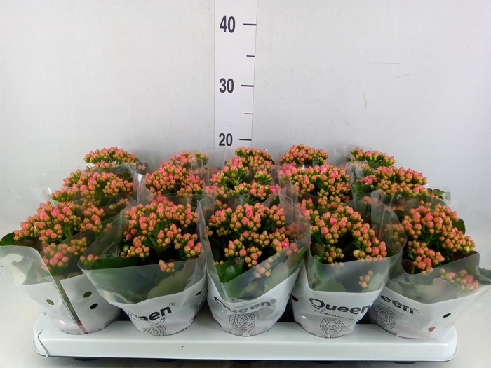 <h4>Kalanchoe  'RoseFlow Audrey'</h4>