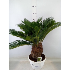 Cycas revoluta