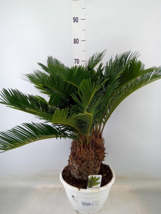 <h4>Cycas revoluta</h4>
