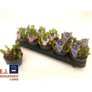 HYACIN MULT GEM 3 KL