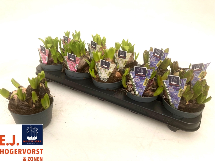 <h4>HYACIN MULT GEM 3 KL</h4>