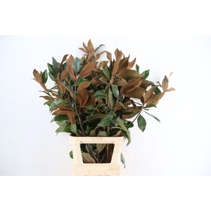 MAGNOLIA GRANDIFL BS