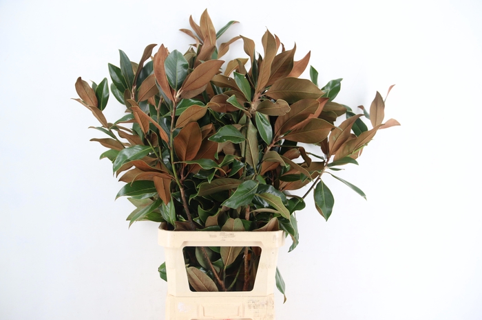 <h4>MAGNOLIA GRANDIFL BS</h4>