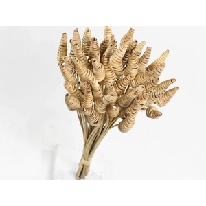 Dried Cane Cone