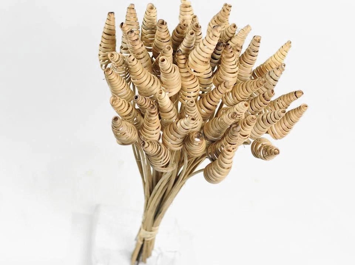 <h4>Dried Cane Cone</h4>