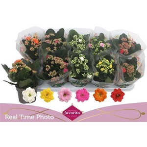 Kal Ge Perf Gem 6 Kl