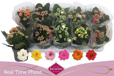 <h4>Kal Ge Perf Gem 6 Kl</h4>