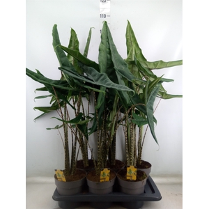 Alocasia   ...