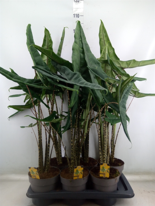 <h4>Alocasia   ...</h4>