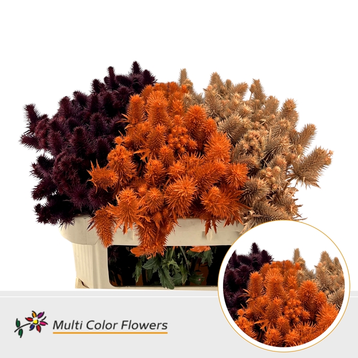 <h4>Eryngium Herfst mix</h4>