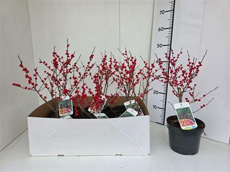 Ilex Verticillata