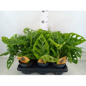Monstera obliqua 'Monkey Mask'