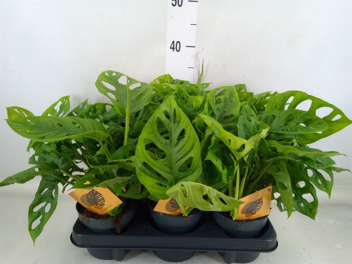 <h4>Monstera obliqua 'Monkey Mask'</h4>