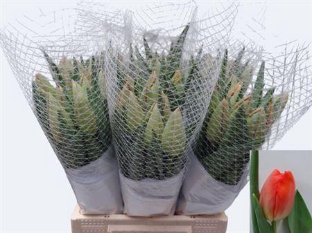 <h4>Tu En Orange Pride</h4>