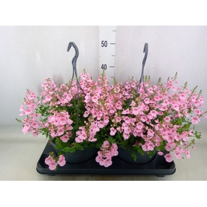 Diascia  'FlyColors'   ...mix