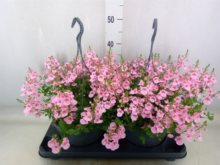 <h4>Diascia  'FlyColors'   ...mix</h4>