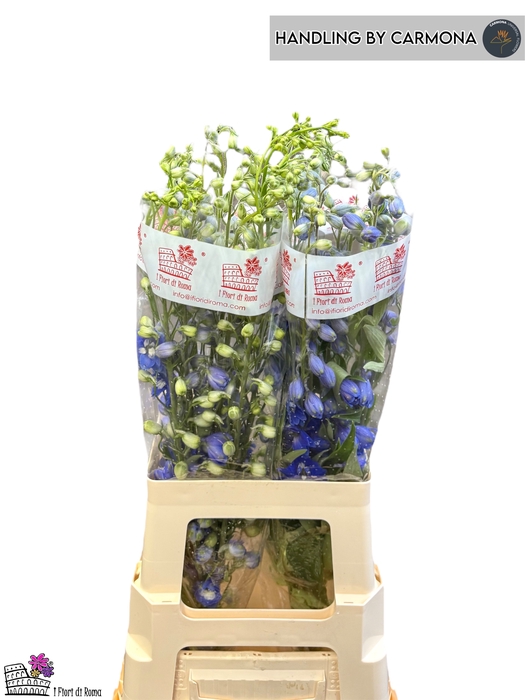 <h4>DELPH DU AURORA BLUE</h4>