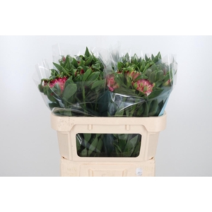 Alstroemeria Fashionista Sofiena 70