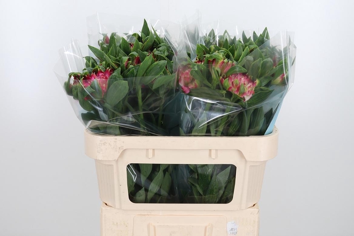 <h4>Alstroemeria Fashionista Sofiena 70</h4>