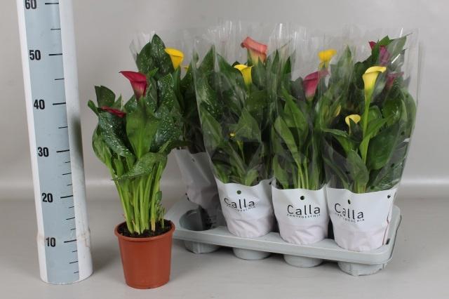 <h4>ZANT GEM 4 KL</h4>