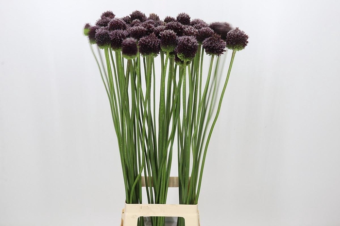 <h4>Allium  'Forelock'</h4>