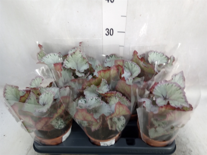 <h4>Begonia BD 'Hawaiian Silver'</h4>