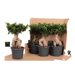 Ficus Mi Overig bonsai Ginseng