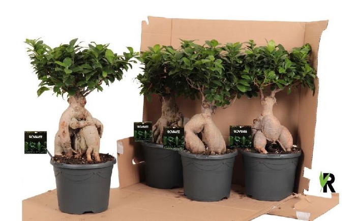 <h4>Ficus Mi Overig bonsai Ginseng</h4>
