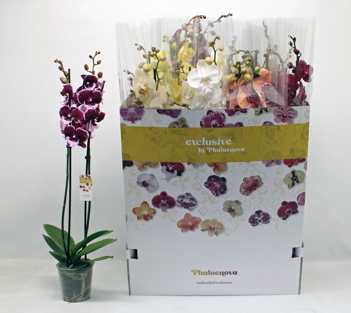 <h4>PHAL GEM 10 KL</h4>