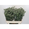 Eryngium Silver Dynamite