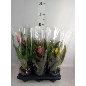 Guzmania   ...mix