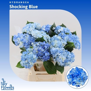 Hydrangea Shocking Blue
