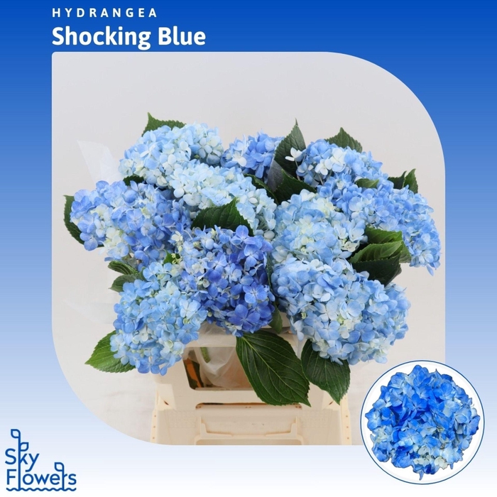 <h4>Hydrangea Shocking Blue</h4>
