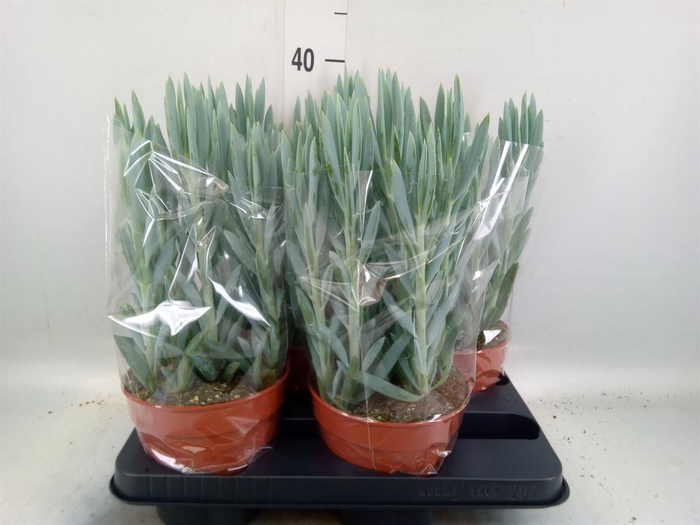 <h4>Curio ficoides 'Mount everest'</h4>