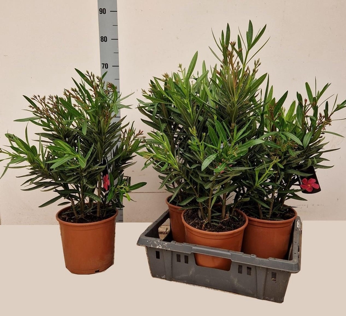 <h4>NERI OLEANDER</h4>