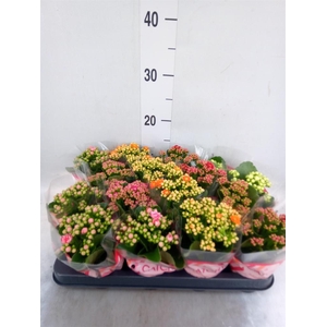 Kalanchoe blos.   ..rosebud mix  5