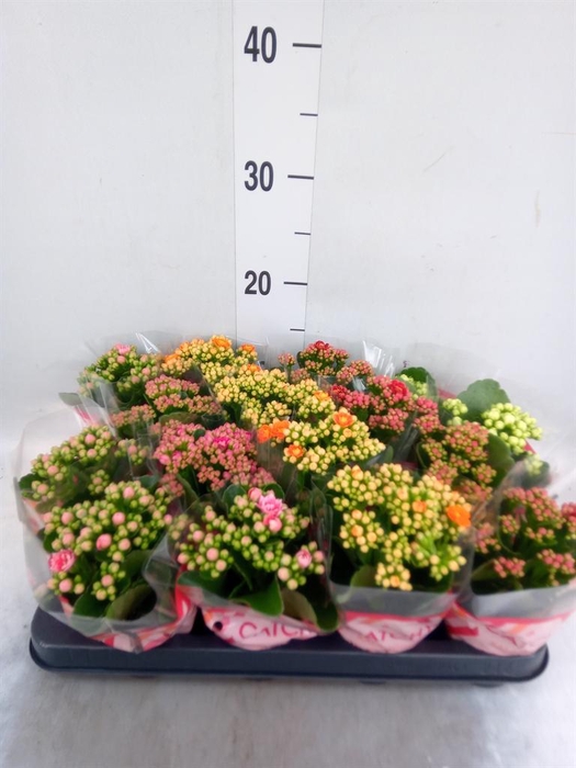 <h4>Kalanchoe blos.   ..rosebud mix  5</h4>
