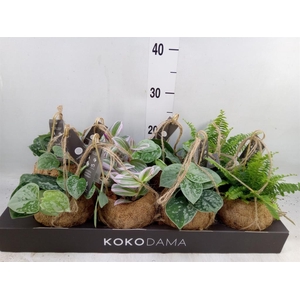 Planten Groen   ...mix  4