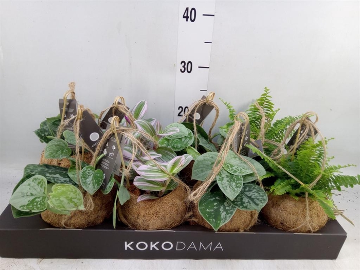 <h4>Planten Groen   ...mix  4</h4>