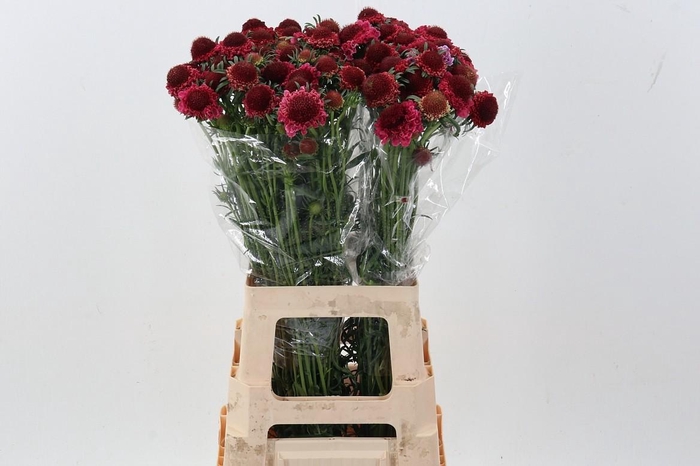 <h4>Scab At F Dark Cherry Scoop</h4>