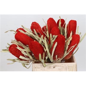 DROOG BANKSIA PRIONO