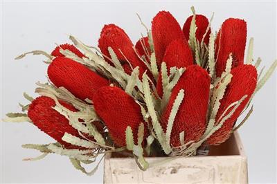 <h4>DROOG BANKSIA PRIONO</h4>