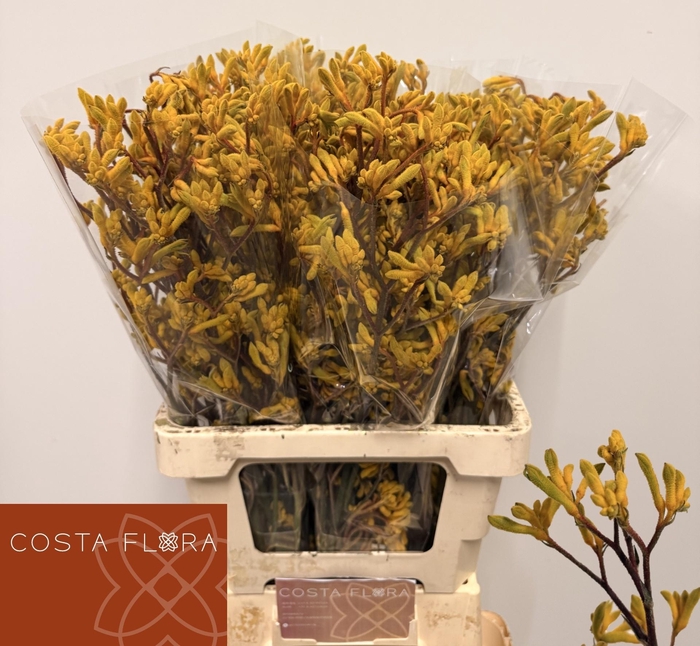 <h4>Anigoz Yellow Gem</h4>